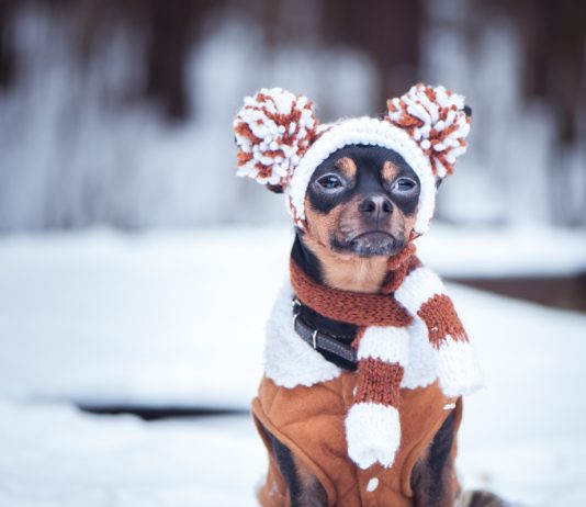 Кусачий холод: 9 частых проблем со здоровьем собак зимой - Животные Кусачий холод: 9 частых проблем со здоровьем собак зимой