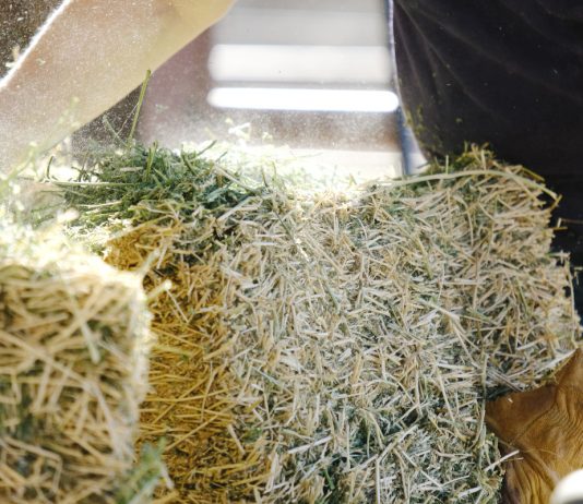 3 причины почему портится сено: как не дать животным умереть от голода