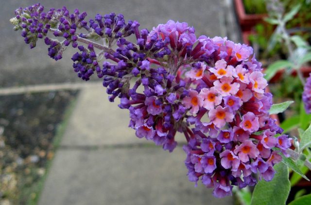 Сорт буддлеи Давида «Флауэр Пауэр» (Buddleja davidii ’Flower Power’) отличается трехцветной окраской — оранжево-розово-сиреневой, и серебристо-зелеными листьями. 
