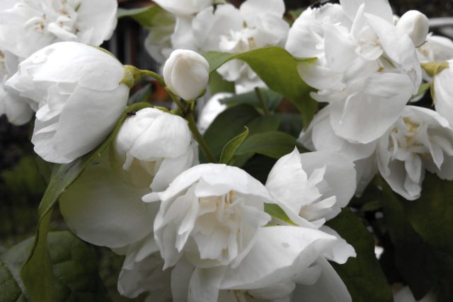 Растет "Вирджинал" (Philadelphus x lemoinei ’Virginal’) достаточно быстро: чубушник, который живет у меня, был посажен двухлеткой в 2015 году и достиг этих размеров за 5 лет, а зацвел на третий год