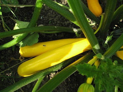 9-kabachok-banan-s