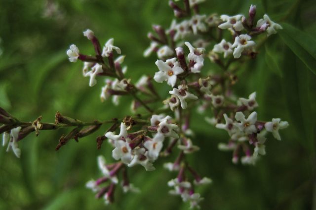 Вербена лимонная (Aloysia triphylla) обладает самым теплым золотисто-лимонным ароматом