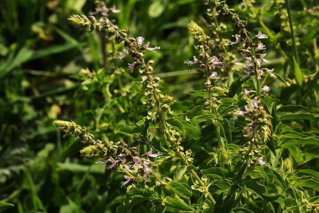 Базилик лаймовый (Ocimum americanum) обладает заметным благородным лимонным вкусом с легким оттенком камфары, корицы и лаванды