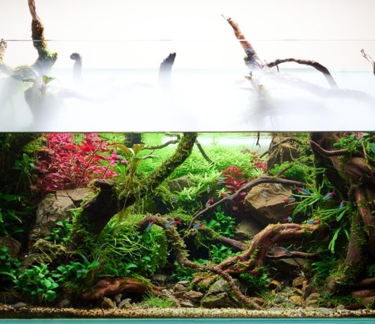 Дитя аквариума и флорариума — как создать собственный палюдариум - Редкие и необычные Дитя аквариума и флорариума — как создать собственный палюдариум