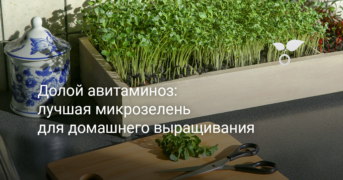Долой авитаминоз: лучшая микрозелень для домашнего выращивания — Ботаничка