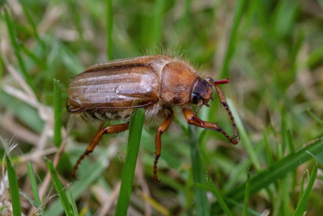 Хрущ июньский (Amphimallon solstitialis) Хрущ июньский (Amphimallon solstitialis)