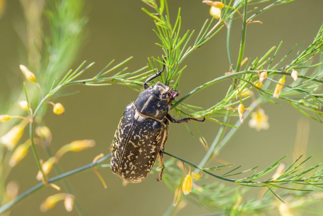 Хрущ мраморный европейский (Polyphylla fullo) Хрущ мраморный европейский (Polyphylla fullo)