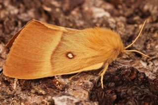 Коконопряд дубовый (Lasiocampa quercus). Бабочка