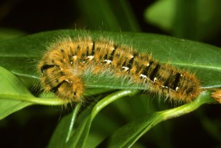 Коконопряд дубовый (Lasiocampa quercus). Гусеница