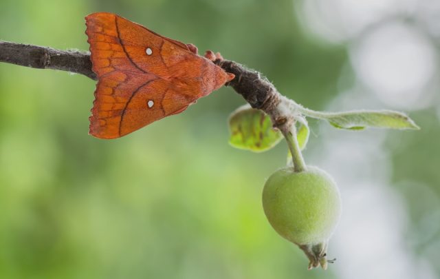 Коконопряд сливовый (Odonestis pruni)