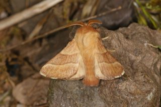 Шелкопряд кольчатый (Malacosoma neustria). Бабочка