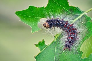Шелкопряд непарный (Lymantria dispar). Гусеница