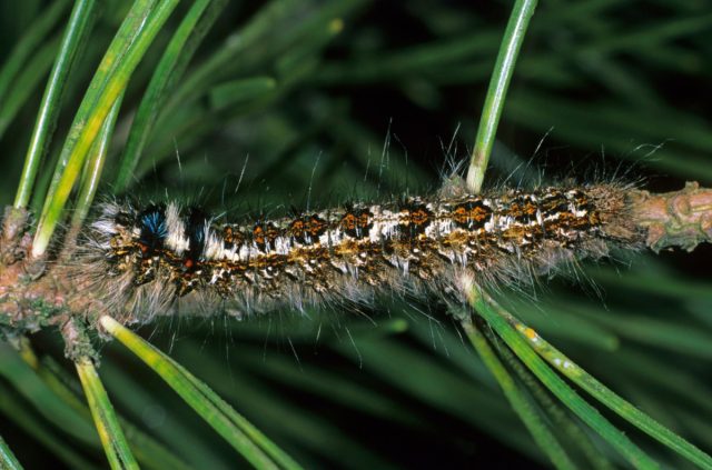 Шелкопряд сосновый (Dendrolimus pini). Гусеница