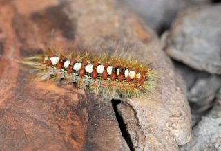 Волнянка ивовая (Leucoma salicis). Гусеница
