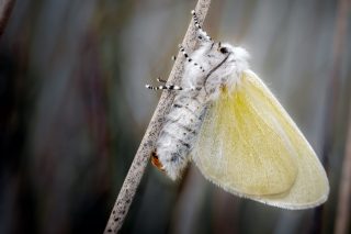 Волнянка ивовая (Leucoma salicis). Бабочка