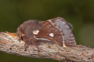 Коконопряд пушистый (Eriogaster lanestris). Бабочка