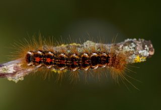 Златогузка (Euproctis chrysorrhoea). Гусеница