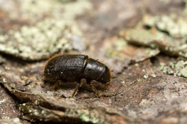 Лубоед еловый большой (Dendroctonus micans) Лубоед еловый большой (Dendroctonus micans)