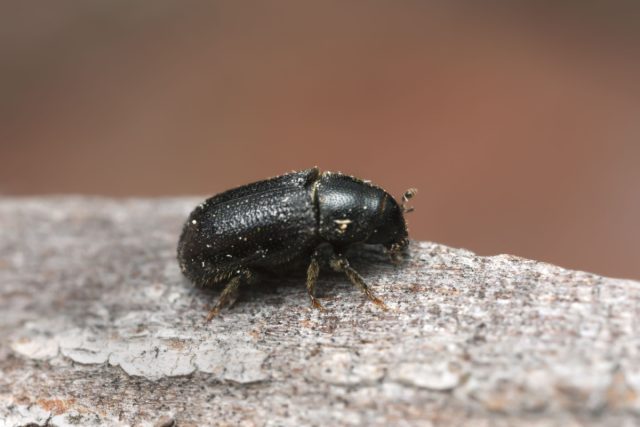 Лубоед сосновый большой (Tomicus piniperda) Лубоед сосновый большой (Tomicus piniperda)