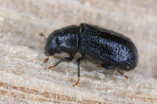 Лубоед сосновый малый (Tomicus minor) Лубоед сосновый малый (Tomicus minor)