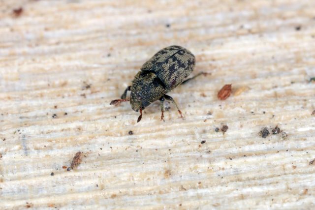 Лубоед ясеневый пёстрый (Hylesinus fraxini) Лубоед ясеневый пёстрый (Hylesinus fraxini)