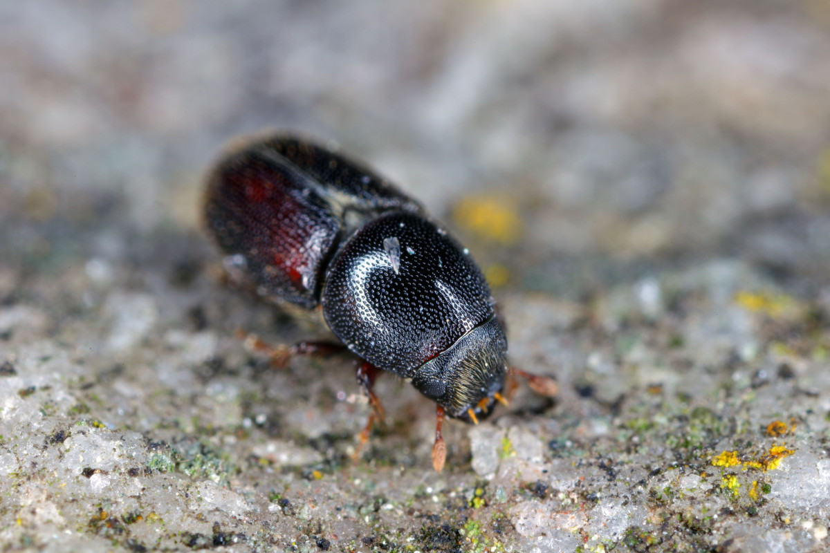 Заболонник дубовый (Scolytus intricatus) Заболонник дубовый (Scolytus intricatus)