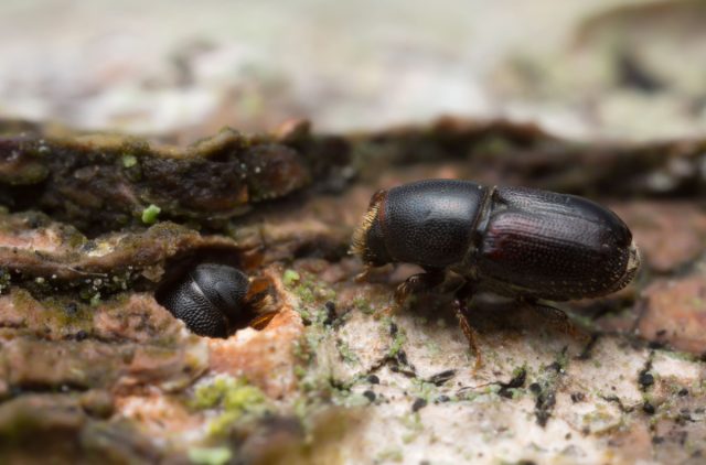 Заболонник грабовый (Scolytus carpini) Заболонник грабовый (Scolytus carpini)