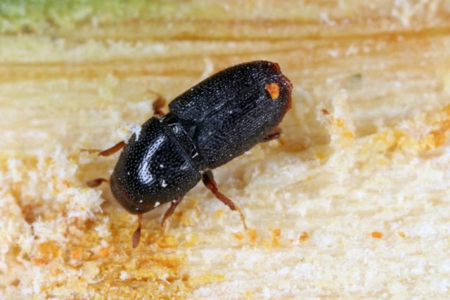 Заболонник морщинистый (Scolytus rugulosus) Заболонник морщинистый (Scolytus rugulosus)