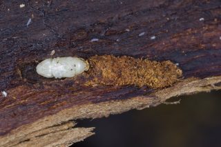 Заболонник плодовый (Scolytus mali). Личинка