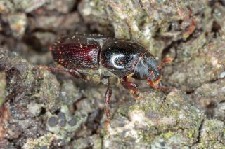 Заболонник плодовый (Scolytus mali). Жук