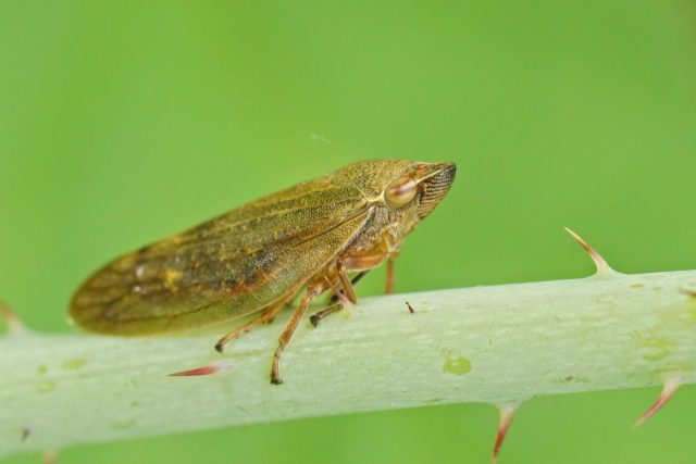 Пенница ивовая (Aphrophora salicina) Пенница ивовая (Aphrophora salicina)
