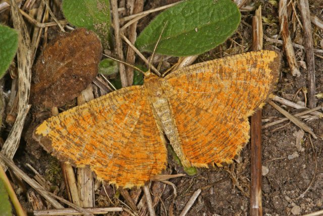 Пяденица сливовая (Angerona prunaria) Пяденица сливовая (Angerona prunaria)