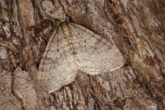 Пяденица зимняя (Operophthera brumata) Пяденица зимняя (Operophthera brumata)