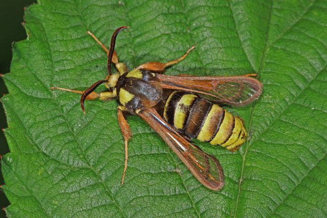 Стеклянница большая (Aegeria apiformis) Стеклянница большая (Aegeria apiformis)
