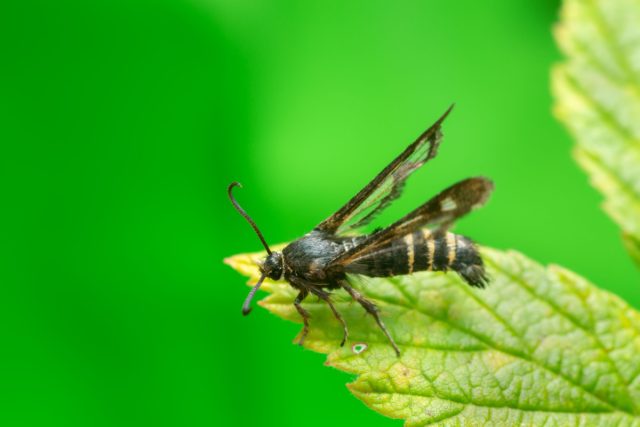 Стеклянница малинная (Bembecia hylaeiformis) Стеклянница малинная (Bembecia hylaeiformis)