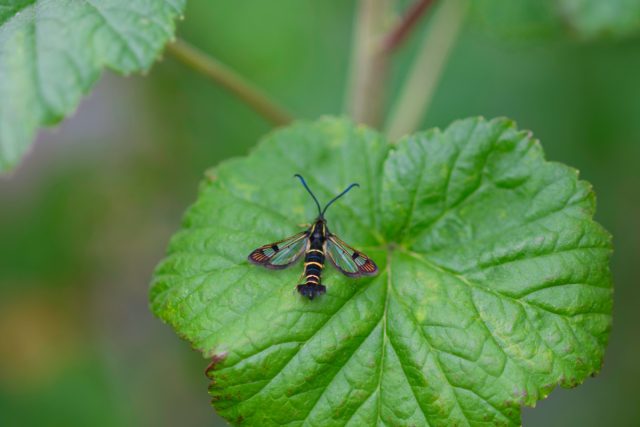 Стеклянница смородиновая (Aegeria tipuliformis) Стеклянница смородиновая (Aegeria tipuliformis)