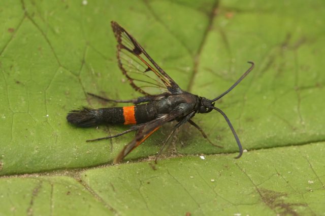 Стеклянница яблонная (Synanthedon myopaeformis) Стеклянница яблонная (Synanthedon myopaeformis)