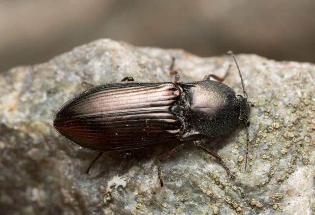 Щелкун блестящий (Selatosomus aeneus) Щелкун блестящий (Selatosomus aeneus)