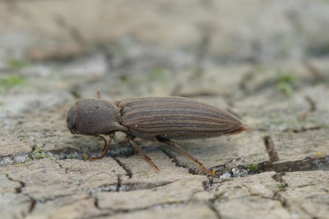 Щелкун полосатый (Agriotes lineatus) Щелкун полосатый (Agriotes lineatus)