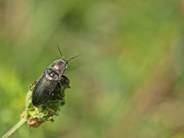 Щелкун степной (Agriotes gurgistanus) Щелкун степной (Agriotes gurgistanus)