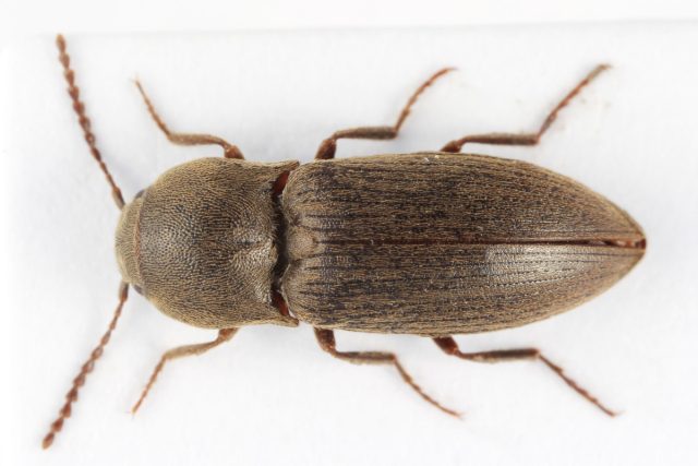 Щелкун тёмный (Agriotes obscurus) Щелкун тёмный (Agriotes obscurus)