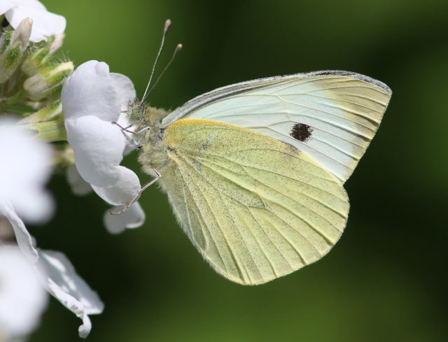 Капустница или белянка капустная (Pieris brassicae)