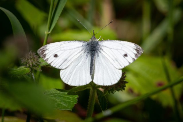 Бабочка брюквенница (Pieris napi)