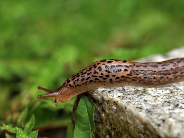 Слизень большой (Limax maximus)