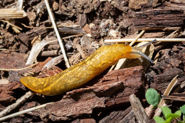 Слизень подвальный или жёлтый (Limax flavus)