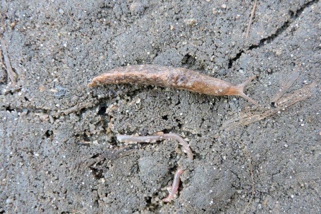 Слизень сетчатый (Deroceras reticulatum)