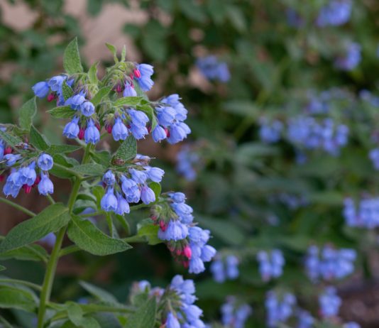 Изысканная мертензия: для красоты цветника и вкусного завтрака - Цветник и ландшафт Изысканная мертензия: для красоты цветника и вкусного завтрака