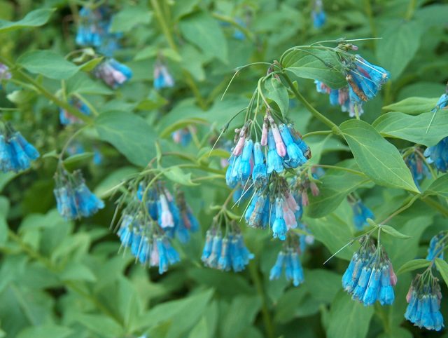 Мертензия сибирская (Mertensia sibirica) ростом повыше (до 50 см) и расти предпочитает по берегам рек и ручьёв Мертензия сибирская (Mertensia sibirica) ростом повыше (до 50 см) и расти предпочитает по берегам рек и ручьёв