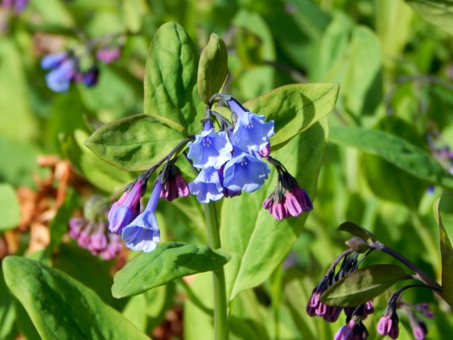 Мертензия виргинская (Mertensia virginica) в природе предпочитает сыроватые луга и берега ручьёв Мертензия виргинская (Mertensia virginica) в природе предпочитает сыроватые луга и берега ручьёв