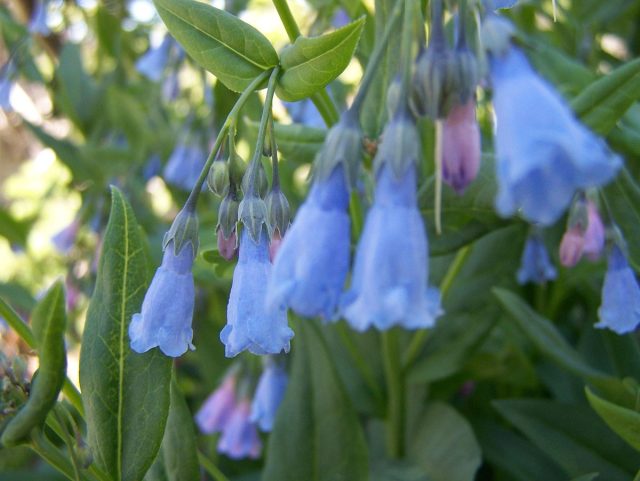 Мертензия белла (Mertensia bella) происхождением с северо-запада США, местное название - орегонская медуница Мертензия белла (Mertensia bella) происхождением с северо-запада США, местное название - орегонская медуница